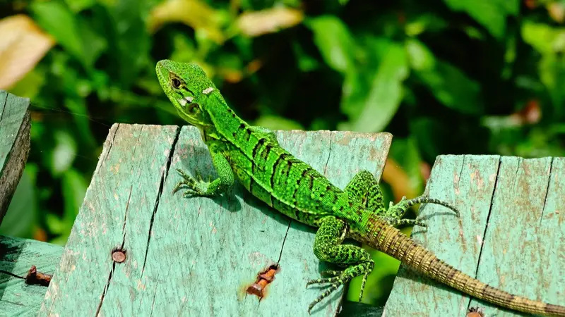 Iguana verde sobre una tabla de madera junto a vegetación