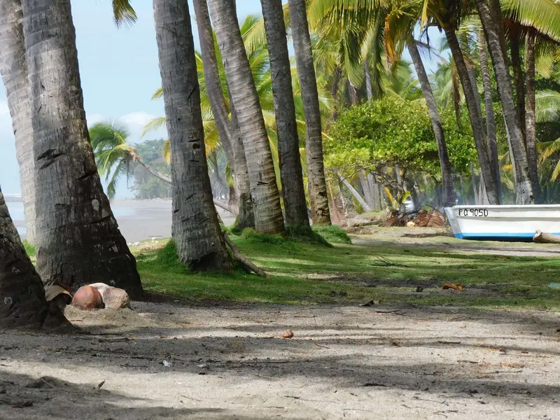 Playa con palmeras altas, sombra y arena sobre pasto, con una lancha al fondo