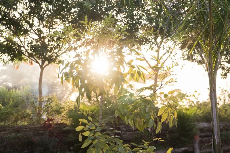 Luz del sol entre árboles y plantas del jardín al amanecer