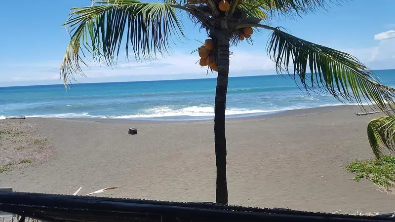 Playa de arena oscura con una palmera y el mar al fondo
