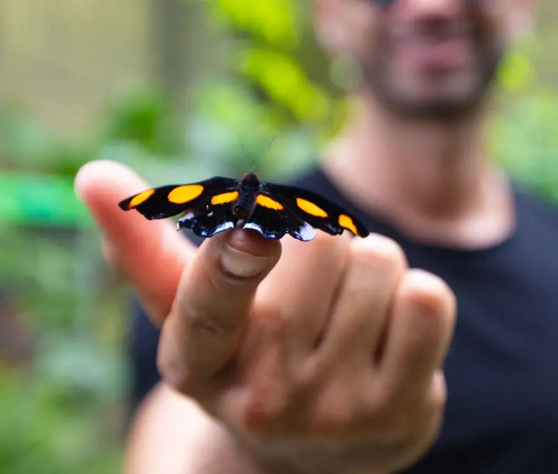 Mariposa negra con manchas amarillas posada sobre un dedo