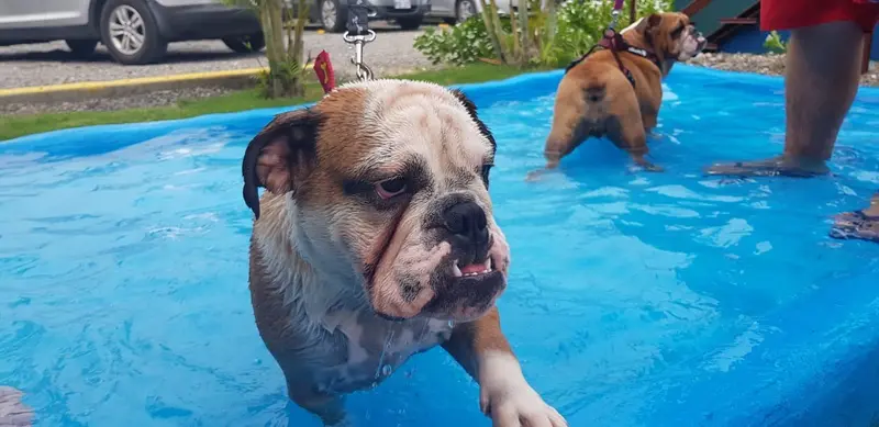 Two bulldogs in the hotel's pet pool