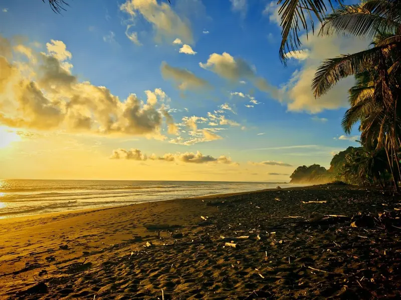 Playa de arena oscura al atardecer con nubes doradas y palmeras al borde