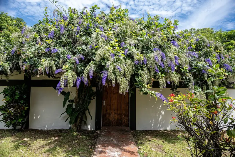 Muro blanco cubierto de flores moradas y una puerta de madera de entrada, con plantas tropicales al frente