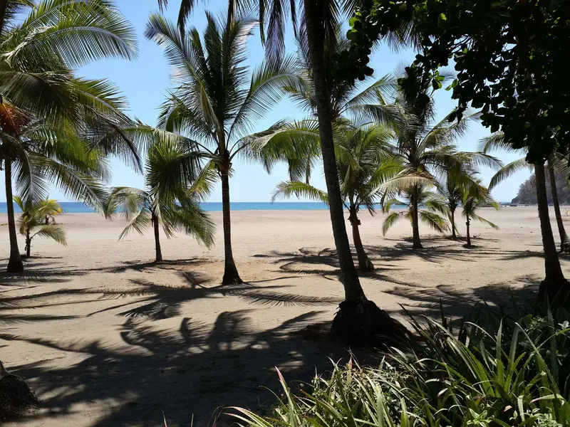 Playa de arena oscura con palmeras que dan sombra y el mar al fondo