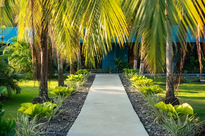 Sendero de concreto entre palmeras y plantas tropicales hacia las habitaciones