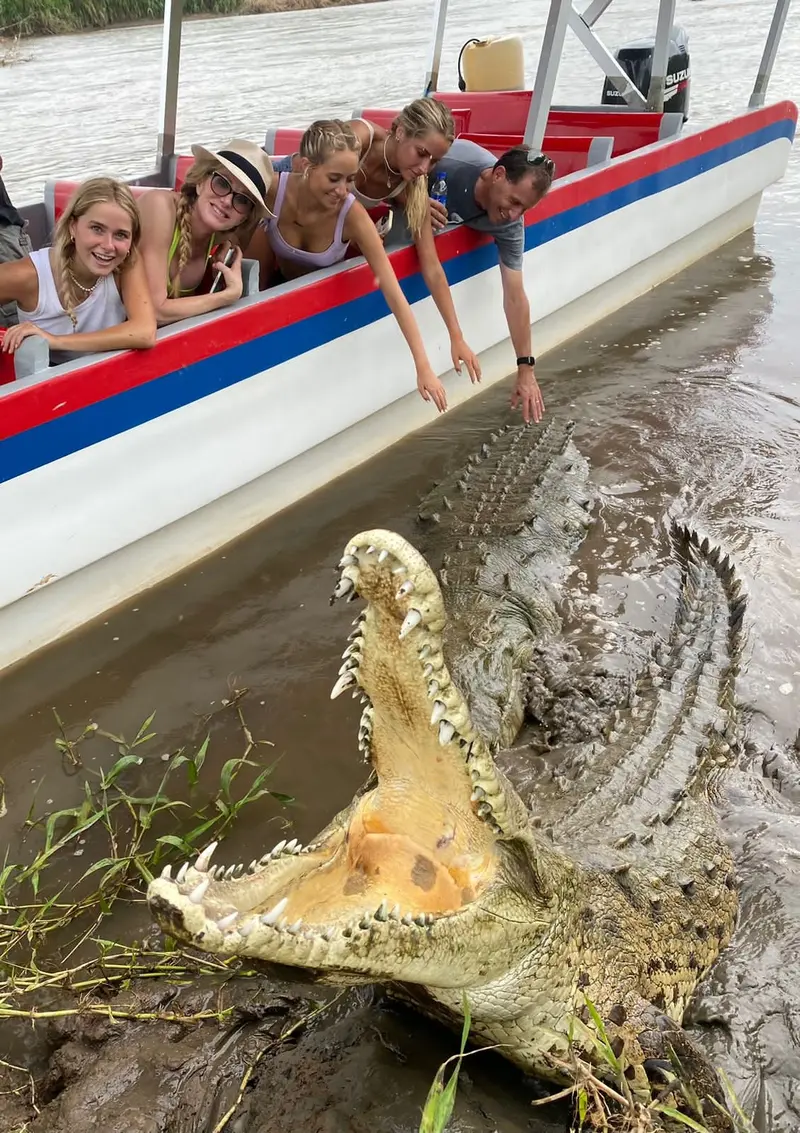 Visitantes en un bote con franja roja y azul asomados sobre un cocodrilo de boca abierta en la orilla del río