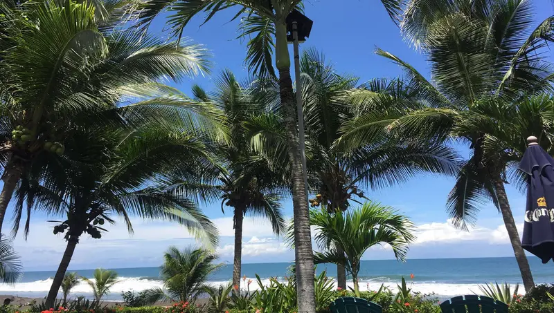 Palm trees facing the ocean at The Backyard Hotel