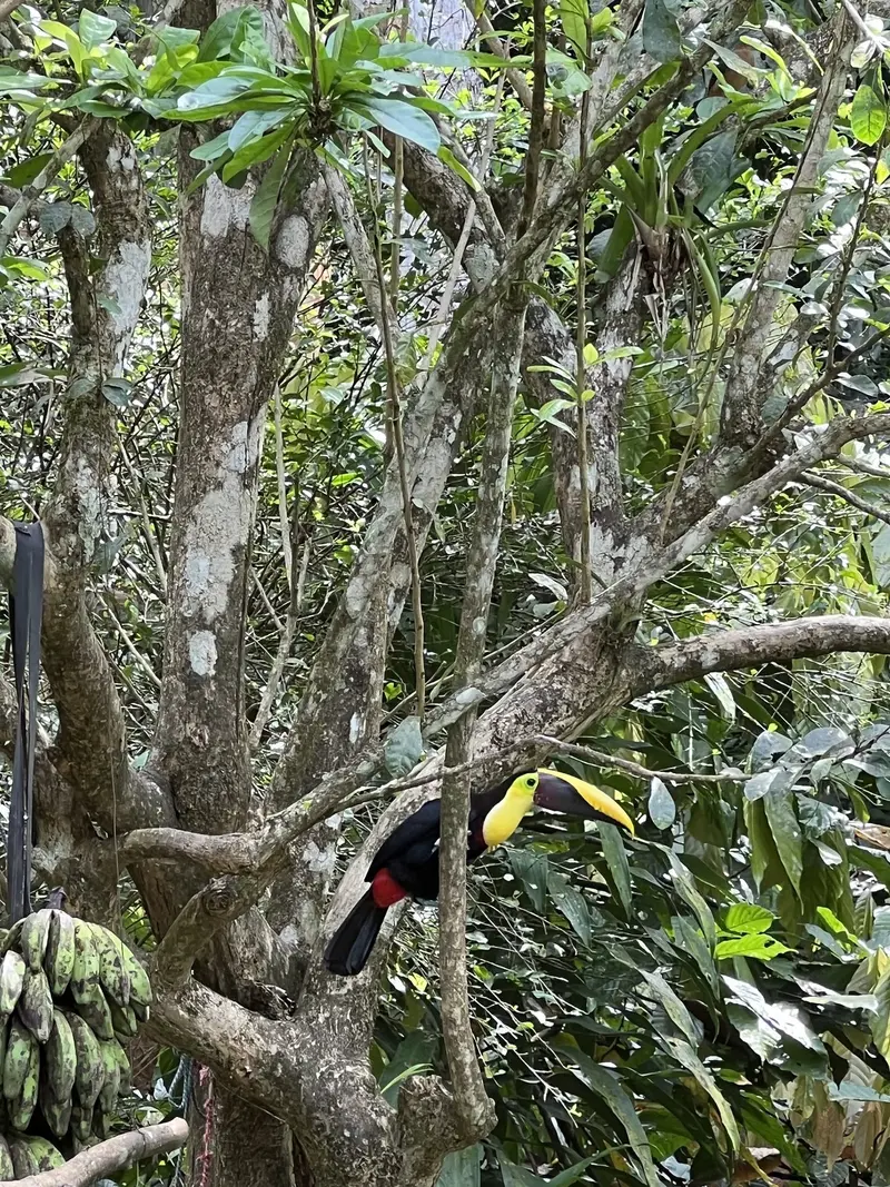 Tucán de pico grande posado en un árbol, con un racimo de bananos abajo