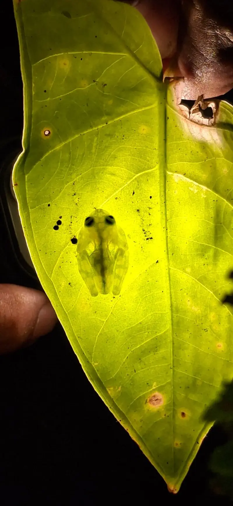 Pequeña rana translúcida sobre una hoja verde iluminada a contraluz