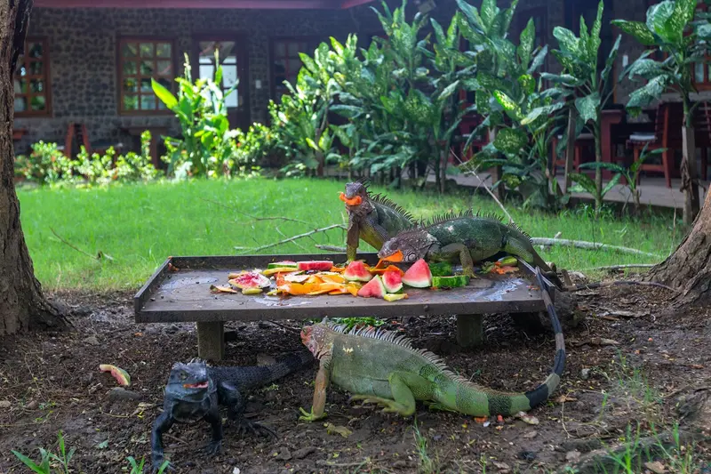 Iguanas verdes sobre el césped del jardín, junto a una bandeja con frutas