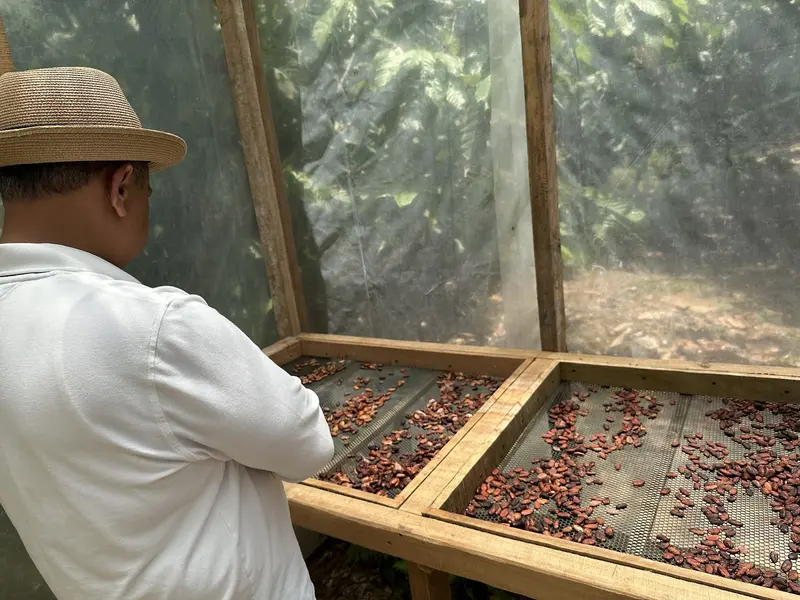 Granos de cacao secándose en bandejas de madera con malla, bajo un cobertizo, con un hombre de sombrero observando
