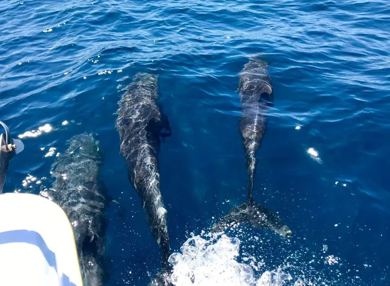 Delfines nadando junto a la proa del barco