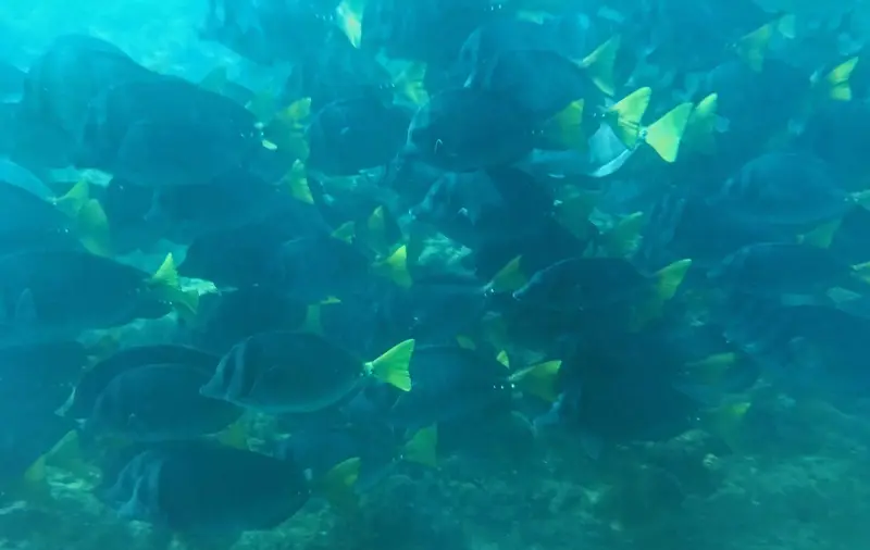 Cardumen de peces amarillos y azules visto bajo el agua durante el snorkel