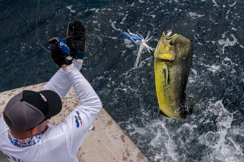 Pescador con gorra y guantes en la borda de un barco mientras un dorado sale del agua con el señuelo