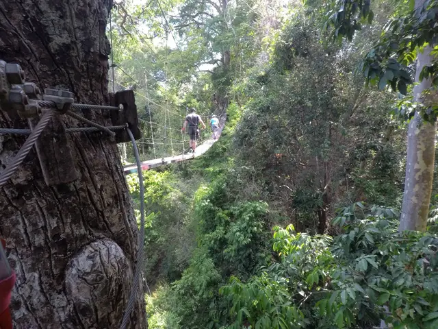 Chiclets Zipline