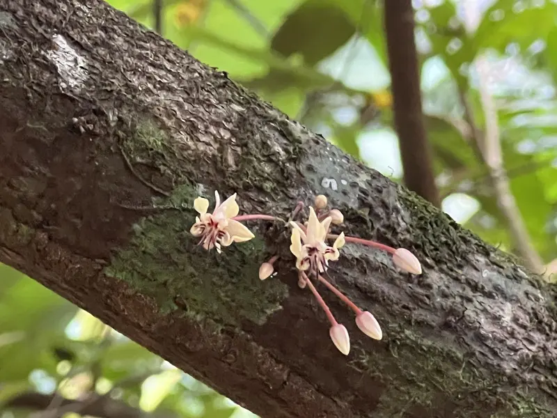 Flores de cacao brotando del tronco de un árbol cubierto de musgo
