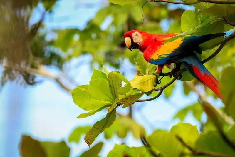 Guacamaya roja posada entre hojas de almendro de playa