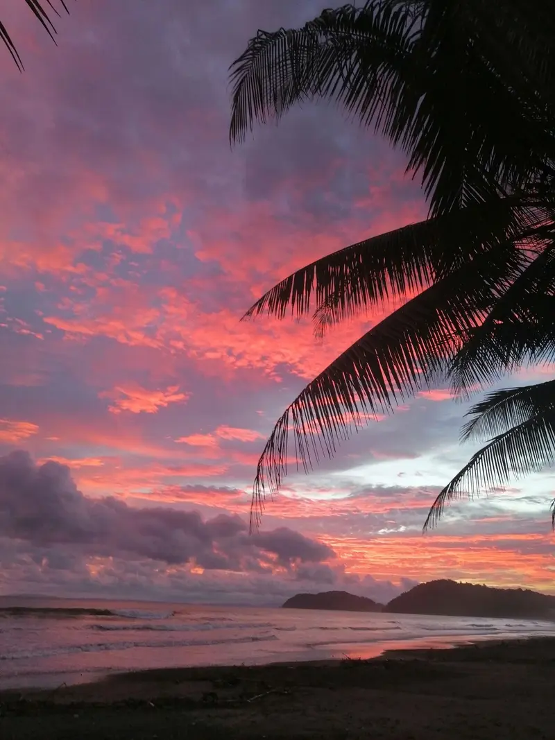 Cielo rosado y naranja al atardecer con una palmera y la costa al fondo