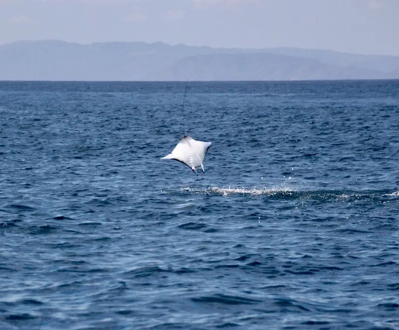 Mantarraya saltando fuera del agua en el mar abierto, con la costa al fondo