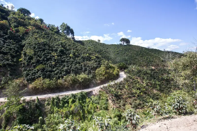 Camino de tierra entre cafetales en una ladera de montaña bajo un cielo azul