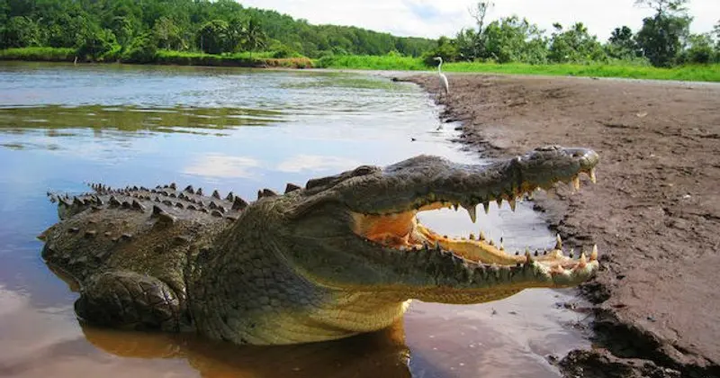 Cocodrilo con la boca abierta en la orilla de un río