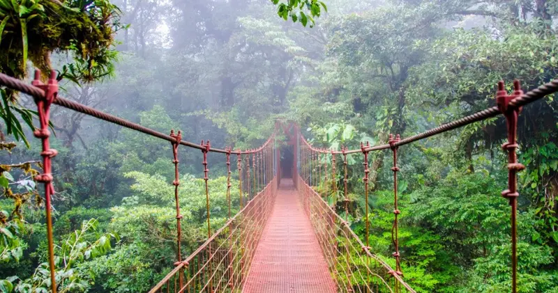 Puente colgante de cables y tablas sobre el bosque nuboso con neblina