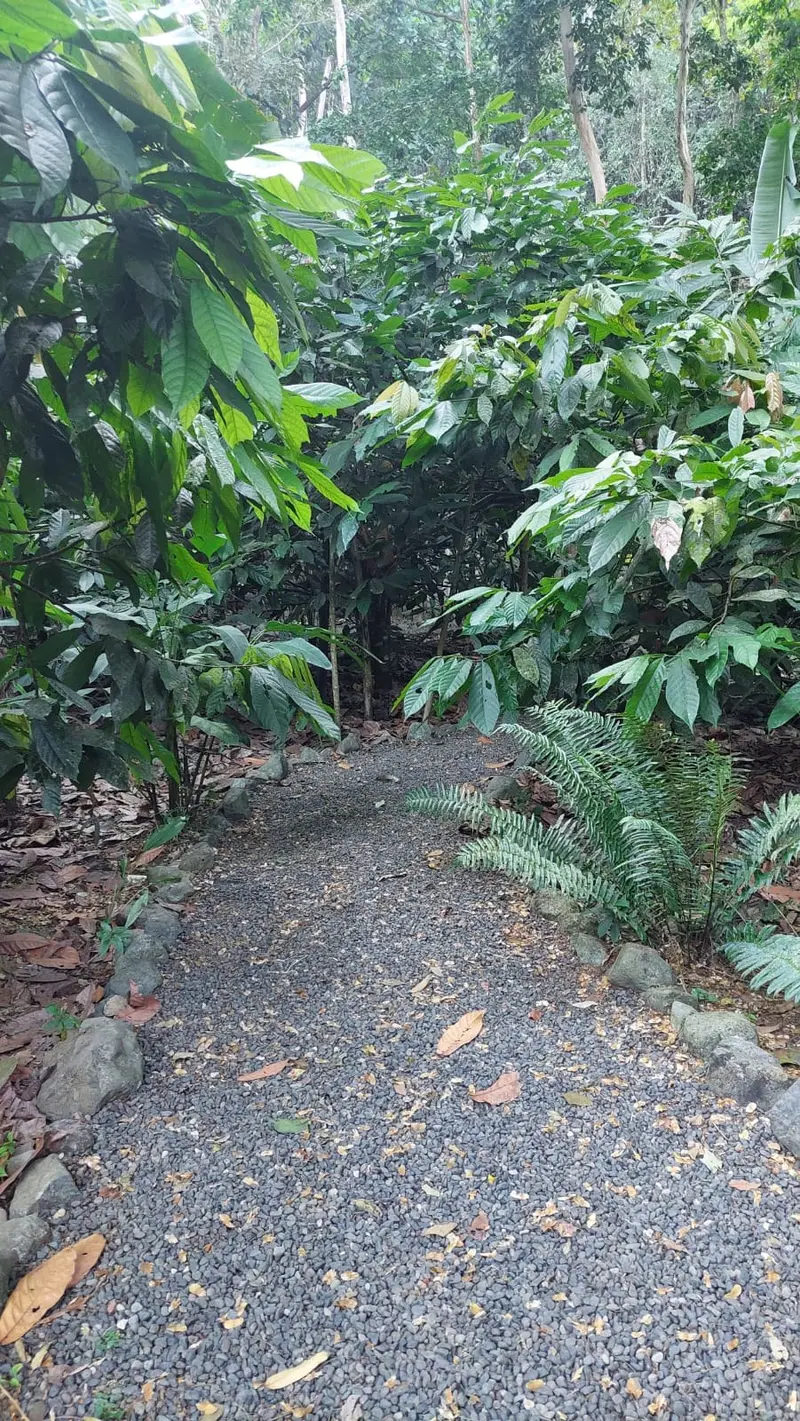 Sendero de grava entre árboles de cacao y helechos