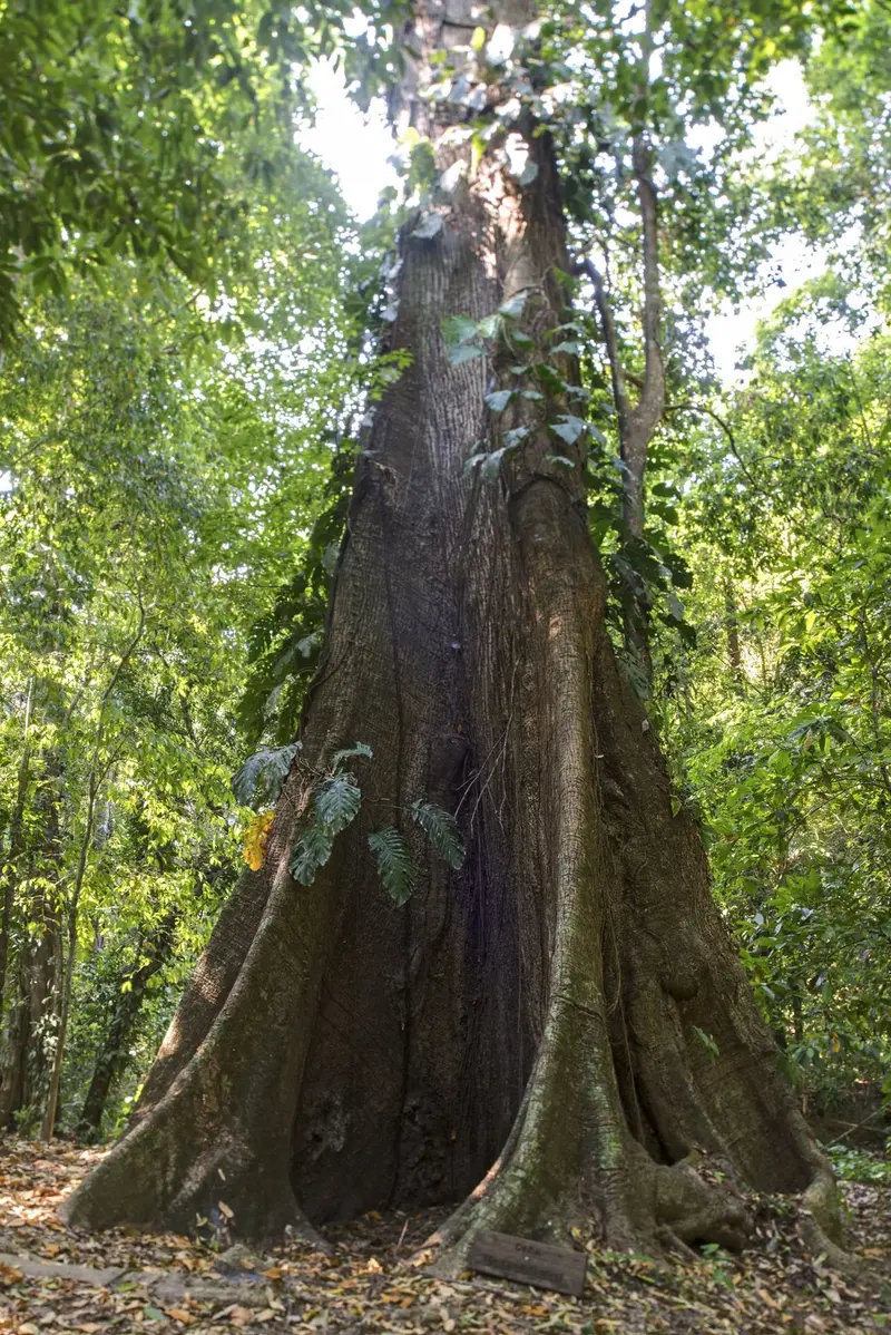 Tronco ancho de un árbol gigante rodeado de bosque tropical